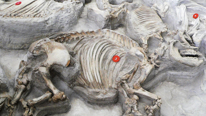 Ashfall Fossil Beds 3